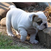 free english bulldog puppies for adoption text now at 541 725 7493