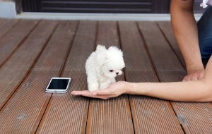 adorable Maltese pups ready for home adoption.