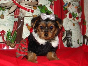 X-MAS YORKIE PUPPIES FOR ADOPTION*********