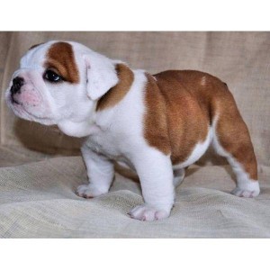 ****Gorgeous English Bulldog Puppies for to good homes (201) 882-6662***?