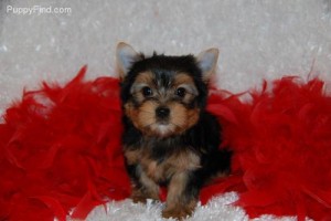 CUTE AND ADORABLE TEACUP YORKIE PUPPIES.TEXT NOW TO(406) 797-5555 for   more info.