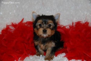 MALE AND FEMALE CUTE AND ADORABLE TEACUP YORKIE PUPPIES.TEXT NOW TO(406) 797-5555 formore info.