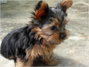 Cute Female Yorkie Puppy in San Diego - Bella - 10 weeks old