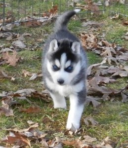 Siberian Husky Puppies for ADOPTION