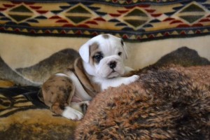 !!!!Akc English Bulldogs Babies Avialabe!!!! (X Mass) Text *7078795227*