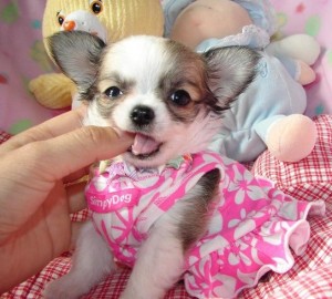 Fantastic chihuahua puppies available..