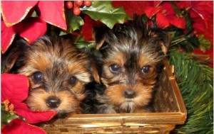 Free yorkie puppies for adoption
