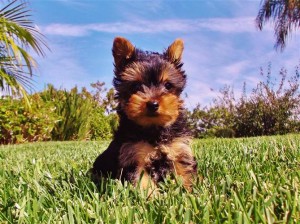 ! X-MASS Yorkie Puppies M/F textus at (862) 243-6264...?