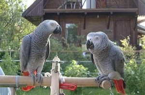 Pairs Of African Grey Parrots Ready