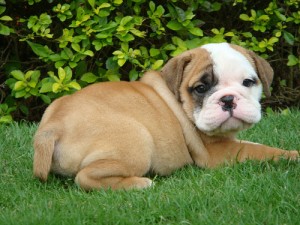 Beautiful English Bulldog Puppies for free