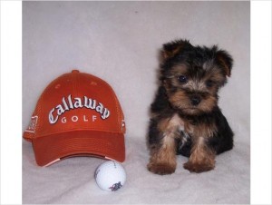 Gorgeous Teacup Yorkie puppies for early xmas