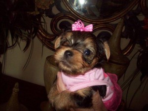 Adorable AKC TeaCup inteligent Yorkie puppies for adoption