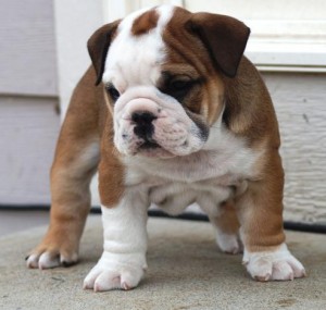 Cute male and female English bulldog puppies for sale now at affordable price