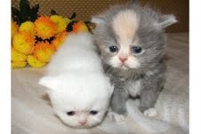 Adorable T.IC.A Kittens inteligent Persian Kittens for adoption