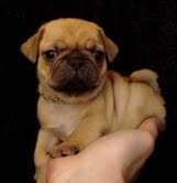 GORGEOUS FULL BREED FAWN PUG PUPPY CKC available for X-mass- $100