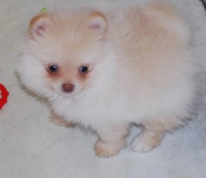 Gorgeous Pomeranian Pups Available Now For Sale !!!AT AFFORDABLE PRICE!!!!