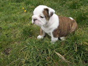 English Bulldog