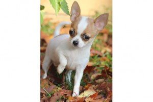 Male and Female Chihuahua puppies