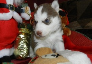 Love And Playful Two Blue Eyes Siberian Husky Pupies For New Homes.