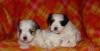 Adorable Maltese puppies for free adoption