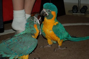 Pair of blue and Gold macaw parrots for adoption.