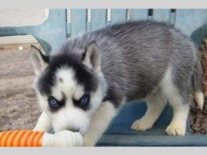 Quality Trained Blue Eyes Siberian Husky willing to make a good family