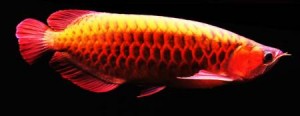 Grade A super red arowana fishes and others available for sale