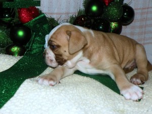 HEALTHY AMERICAN PIT BULL PUPPIES FOR XMASS