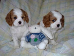 Adorable male and female Cavalier King Charles Spaniel puppies for Adoption