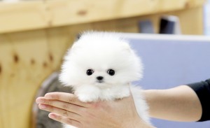 Amazing Teacup Pomeranian Puppies for Christmas