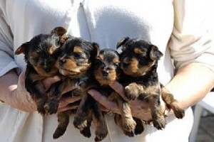 accurate four yorkies puppies for xmas adoption