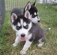 Beautiful KC Registered Siberian Husky puppies