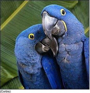 .proven pairs of young adult hyacinth macaws for adoption