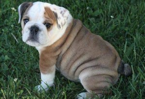 Home Trained English Bulldog Puppies For Sale.