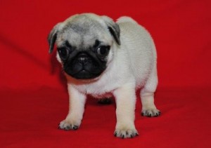 Pug Puppies Given Out Now For Adoption.