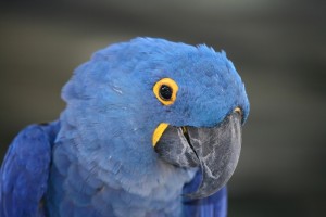 proven pairs of young adult hyacinth macaws for adoption.