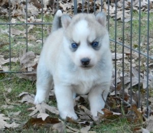 Trained Siberian husky puppies for Free