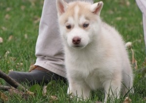 Charming Xmas Male And Female Siberian Husky Puppies For Sale Now Ready To Go