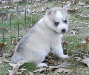 Awesome favorite blue eyes siberian husky puppies for good homes