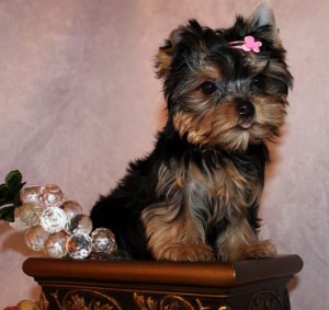 Super Cute Female Teacup Yorkie Puppy Ready Now!!!