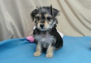 Camrey Female Morkie Puppy Ready Now!!!