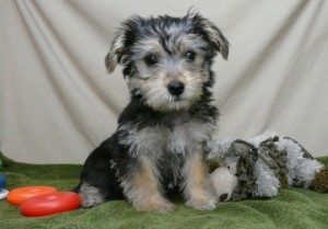 Caydi Female Morkie Puppy Ready Now!!!