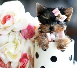 ADORABLE X-MASS MALE AND FEMALE TEACUP YORKIE PUPPIES FOR  ADOPTION