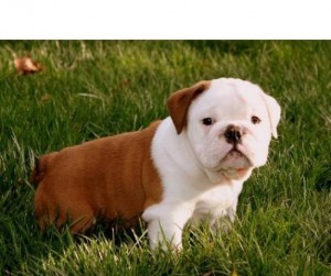 ??? Playful AKC English bulldog puppies for free adoption ???