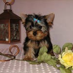 TALENTED ADORABLE PARTY YORKIE PUPPIES FOR ADOPTION TO A LOVING AND CARING HOMES