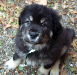 Tibetan Mastiff Puppies For Good Homes...