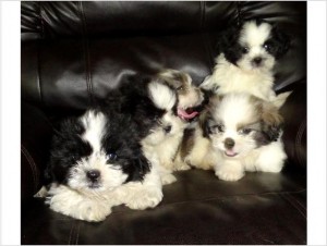 Shih Tzu Puppies for Adoption.