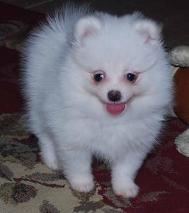 Cute Pomeranian puppies for you lovely x-mass