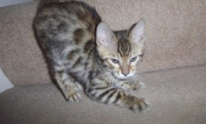 Stunning Pedigree Snow Bengal Female Kitten.