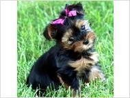 Charming yorkie  Puppies For Adoption